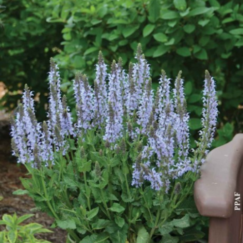 Salvia Color Spires 'Crystal Blue' - 1g