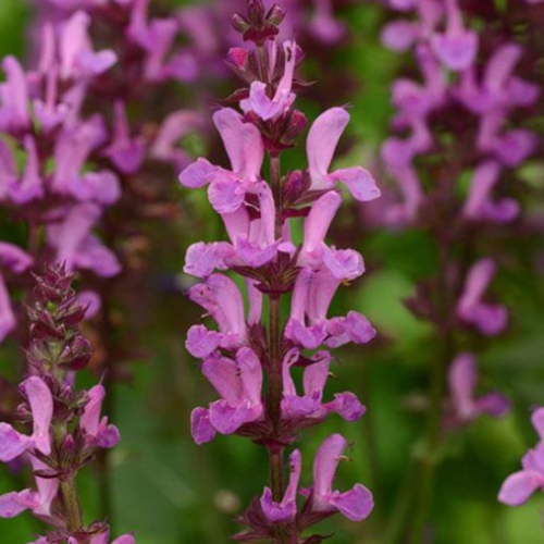 Salvia 'Rose Marvel' - 1g