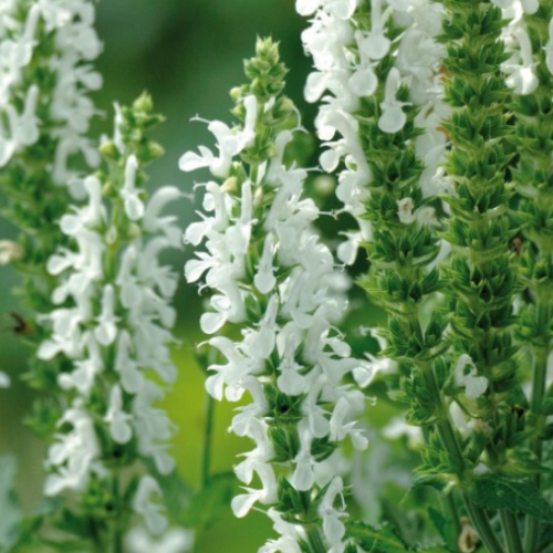 Salvia 'White Profusion' - 1g