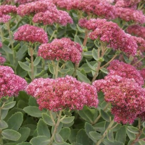 Sedum 'Autumn Fire' - 2g