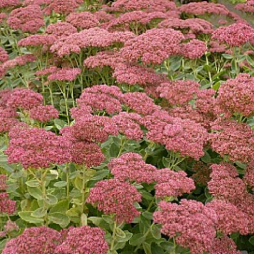 Sedum 'Autumn Joy' - 2g