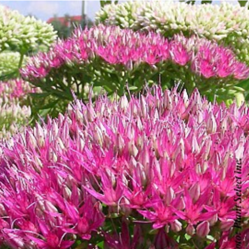 Sedum 'Carl'