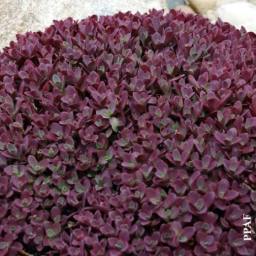 Sedum 'Firecracker' - 1g
