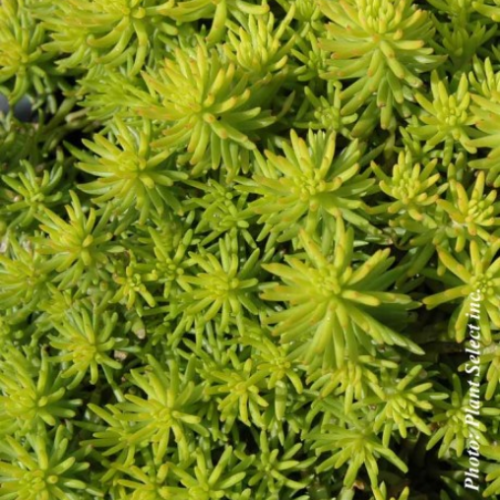 Sedum rupestre 'Angelina'
