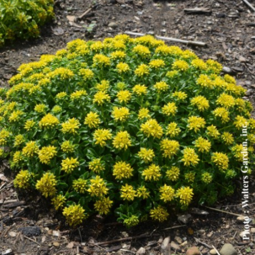 Sedum 'Little Miss Sunshine' - 1g