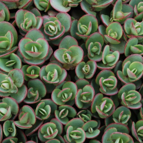 Sedum 'Lime Zinger' - 1g