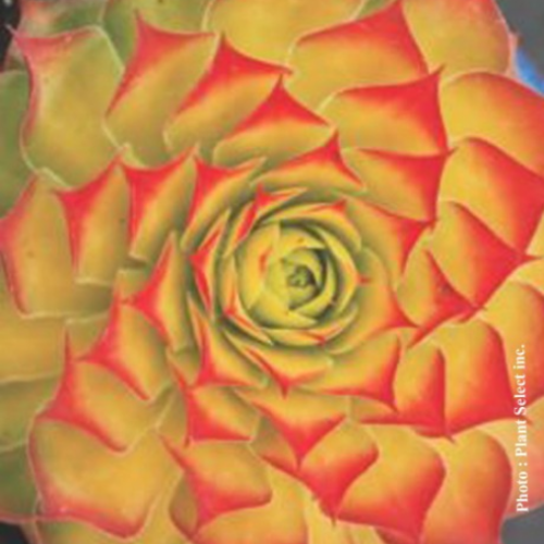 Sempervivum 'Gold Nugget' - 1g