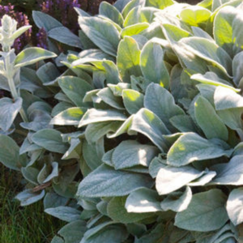 Stachys byzantina 'Helen Von Stein' - 1g