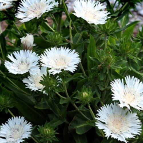 Stokesia 'Divinity' - 1g