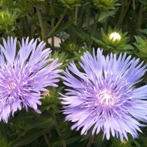 Stokesia 'Mel's Blue' - 1g