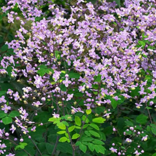 Thalictrum 'Rochebrunianum' - 2g