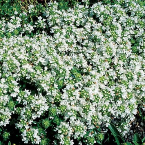 Thymus serpyllum 'Albus'