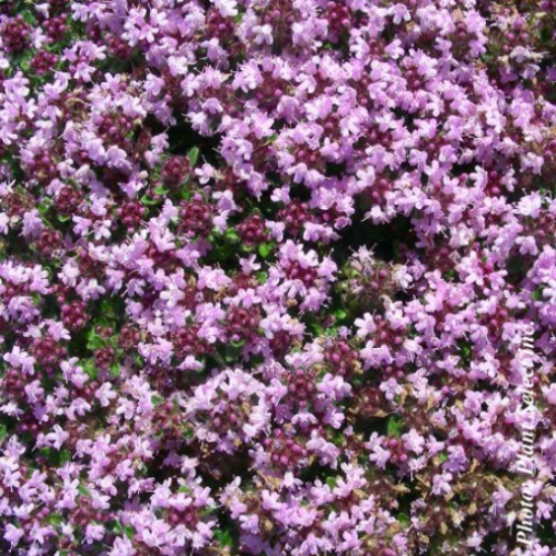 Thymus pseudolanuginosus'