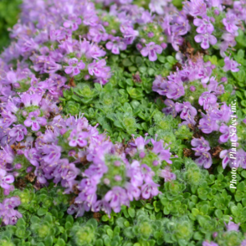 Thymus praecox 'Arcticus' - 1g