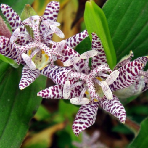 Tricyrtis 'Hirta'