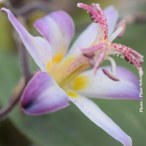 Tricyrtis hirta 'Tojen' - 1g