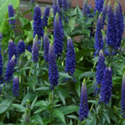 Veronica 'Blue Skywalker' - 1g