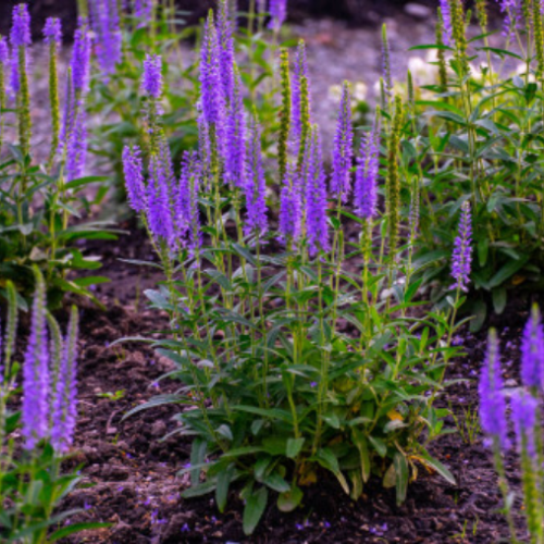 Veronica 'Moody Blues Sky Blue' - 1.5g