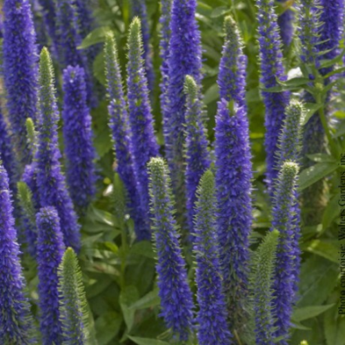 Veronica 'Royal Candles'