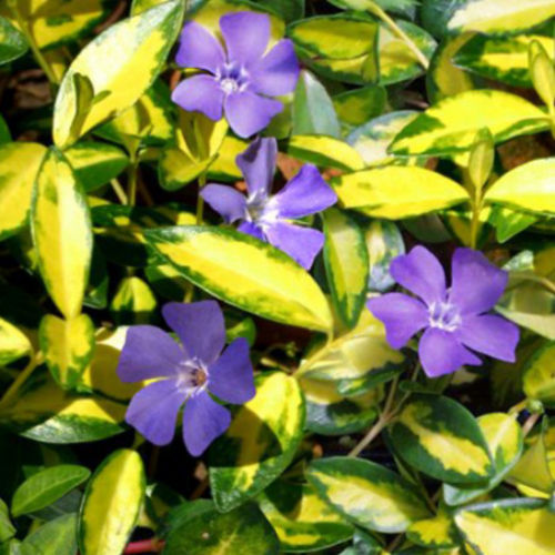 Vinca minor 'Illumination'