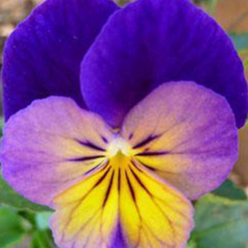 Viola Northen Light - 1g