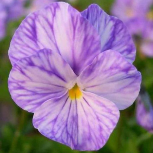 Viola cornuta Columbine - 1g