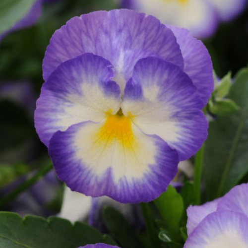 Viola Halo 'Sky Blue' - 1g
