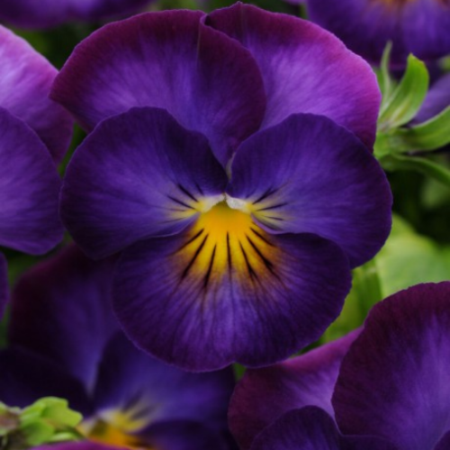 Viola 'Halo Violet' - 1g