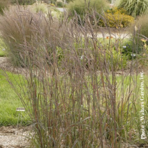 Andropogon 'Indian Warrior' - 1g