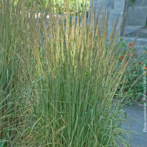 Calamagrostis 'Avalanche' 