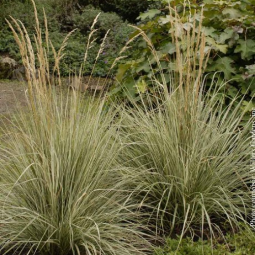 Calamagrostis 'Overdam'