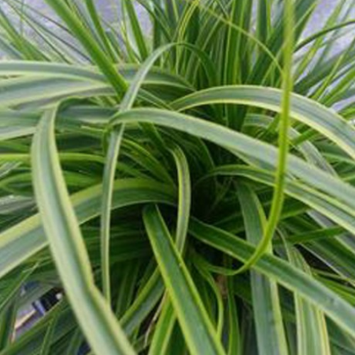 Carex oshimensis 'Everlime' - 1g
