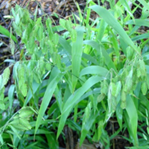 Chasmanthium Latifolium 