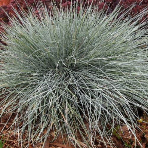 Festuca 'Beyond Blue' - 1g