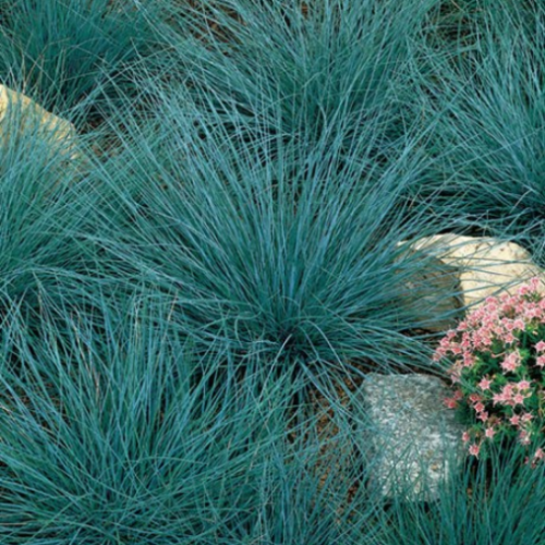 Festuca 'Elijah Blue' - 1g