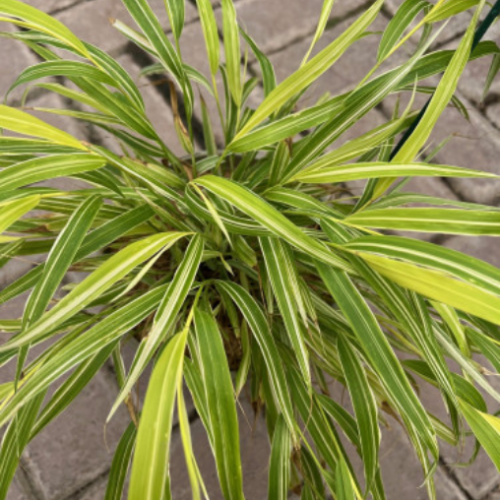 Hakonechloa macra 'Lemon Zest' - 1g