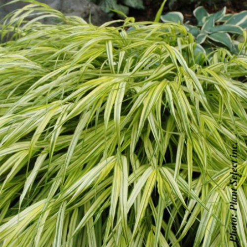 Hakonechloa macra 'Aureola'