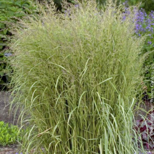Calamagrostis 'Eldorado' 