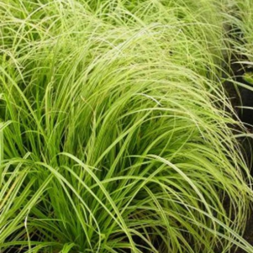 Carex 'Gold Fountain' - 1g