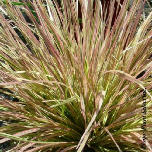 Deschampsia 'Northern Lights'
