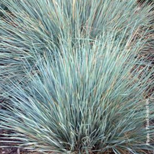 Helictotrichon 'Sapphire'  - 2g