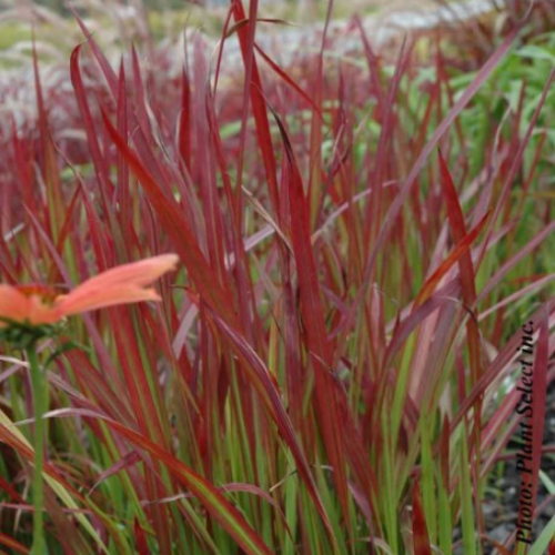 Imperata 'Red Baron'