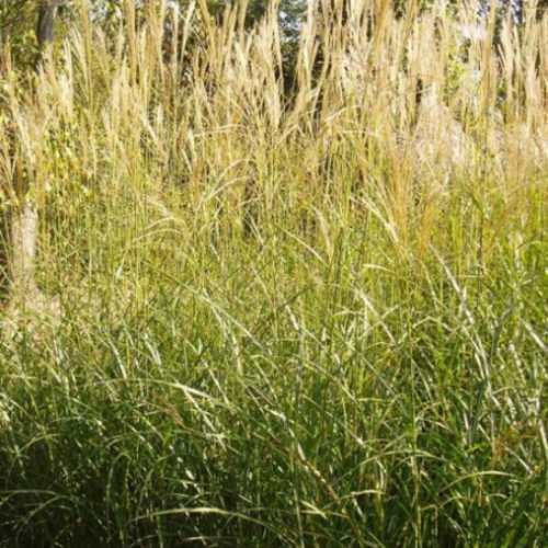 Miscanthus 'Berlin' - 1g
