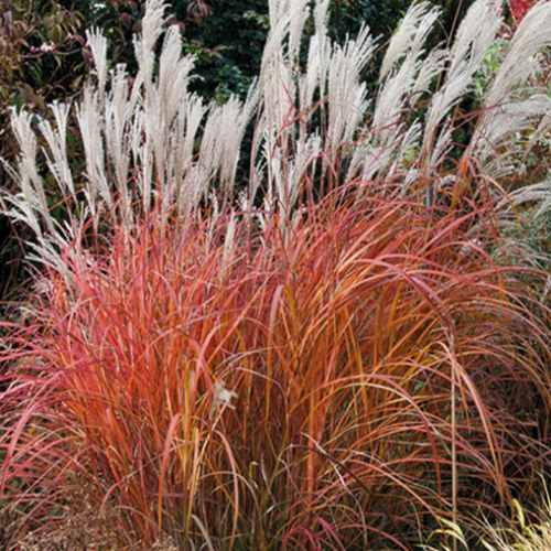 Miscanthus sinensis 'Fire Dragon' - 1g