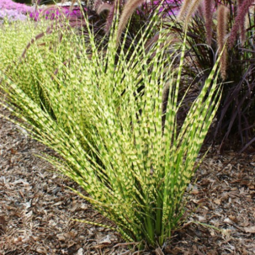 Miscanthus 'Gold Bar' - 1g