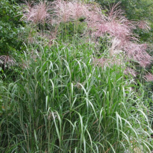 Miscanthus 'Giganteus' - 2g