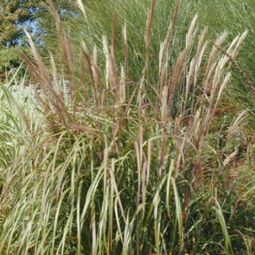 Miscanthus 'Goliath' - 1g