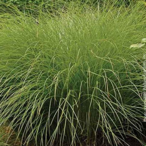 Miscanthus sinensis 'Gracillimus'