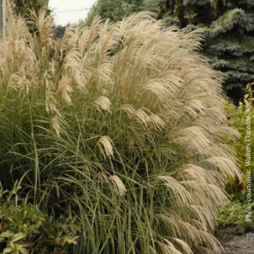 Miscanthus 'Graziella'