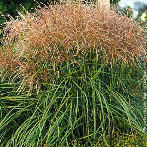 Miscanthus 'Huron Sunrise'